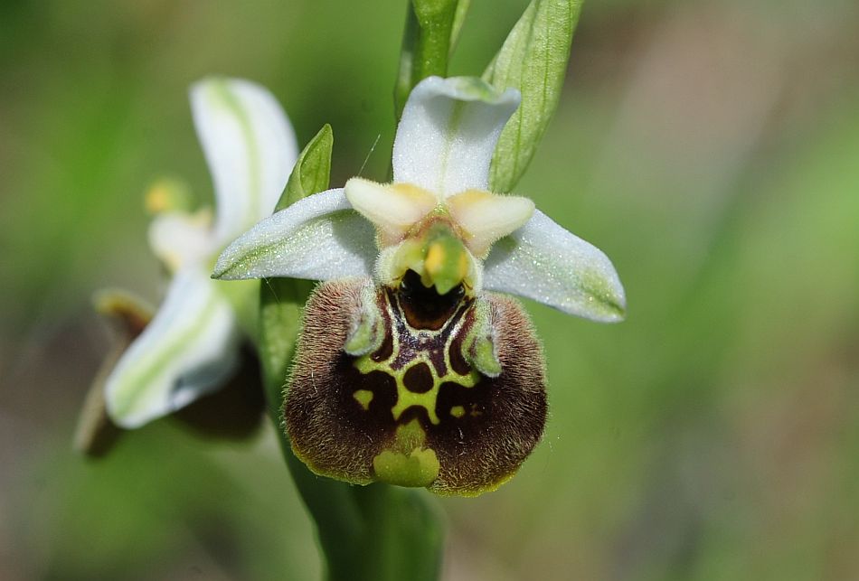 Ophrys molisane